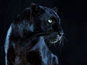 Pantera